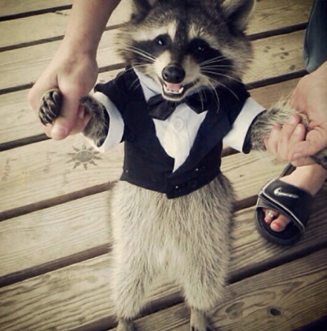 Животные в свадебных костюмах