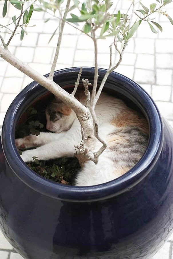 Кошки, которые возомнили себя растениями