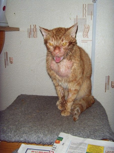 Кот после травмы