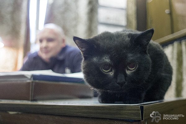 Корабельные коты