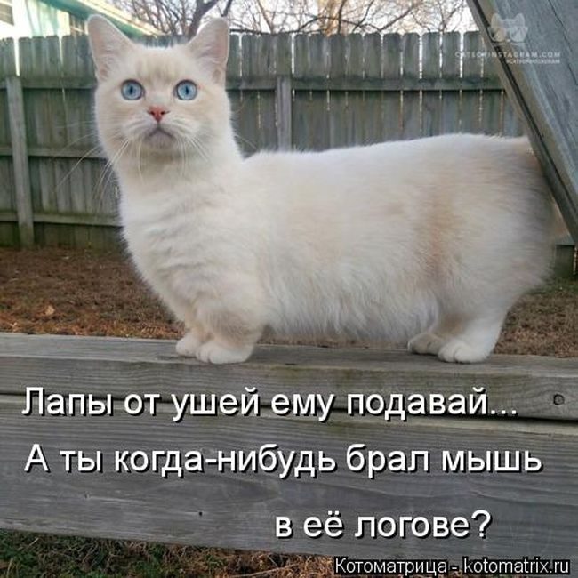 Лучшие котоматрицы недели