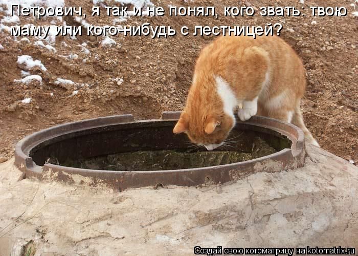 Лучшие котоматрицы недели