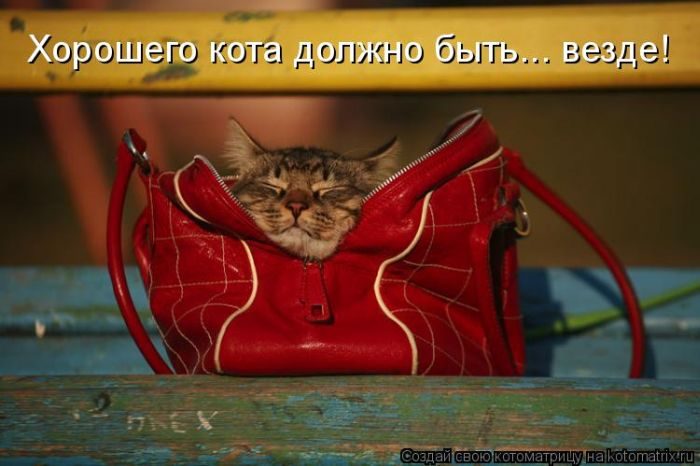 Лучшие котоматрицы недели