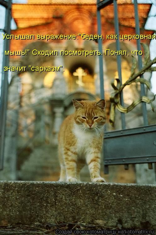 Лучшие котоматрицы недели