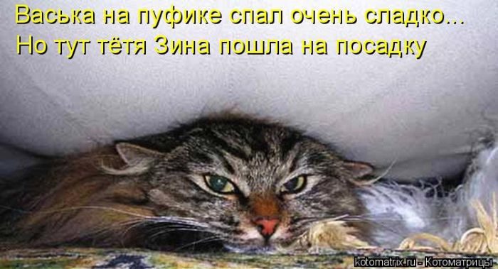 Лучшие котоматрицы недели