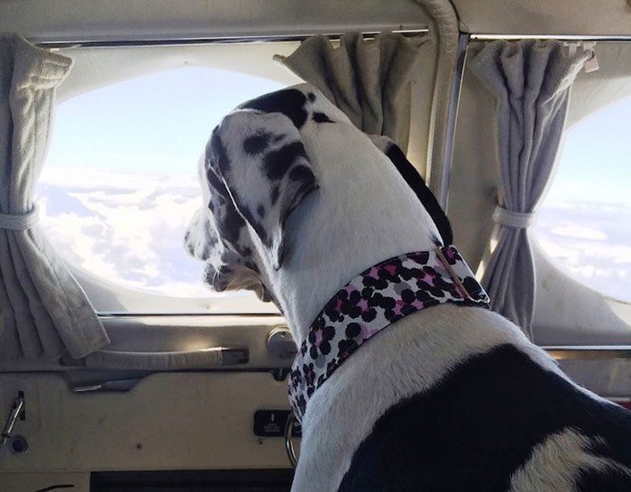 Пилоты спасают собак от эвтаназии