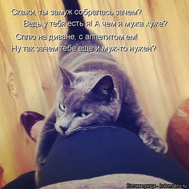 Лучшие котоматрицы недели