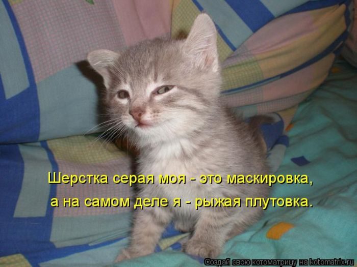 Лучшие котоматрицы недели