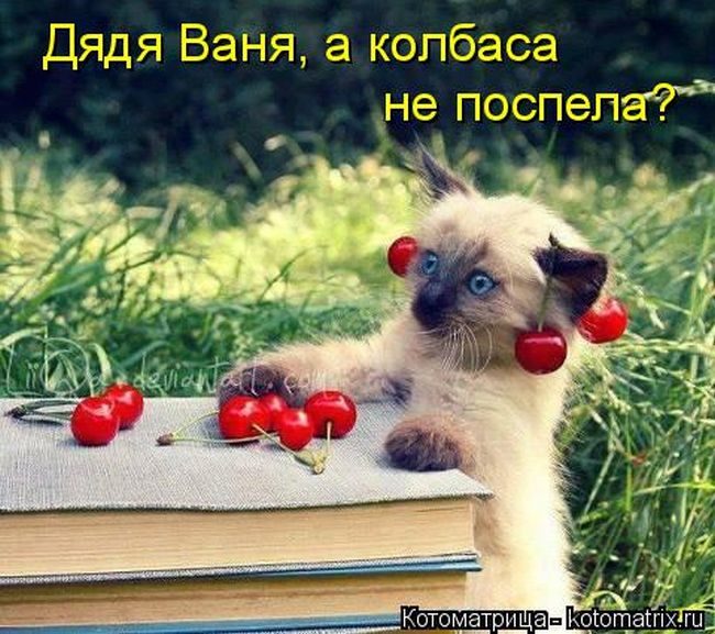 Лучшие котоматрицы недели