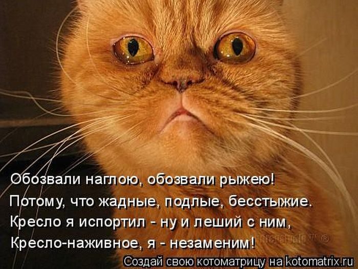 Лучшие котоматрицы недели