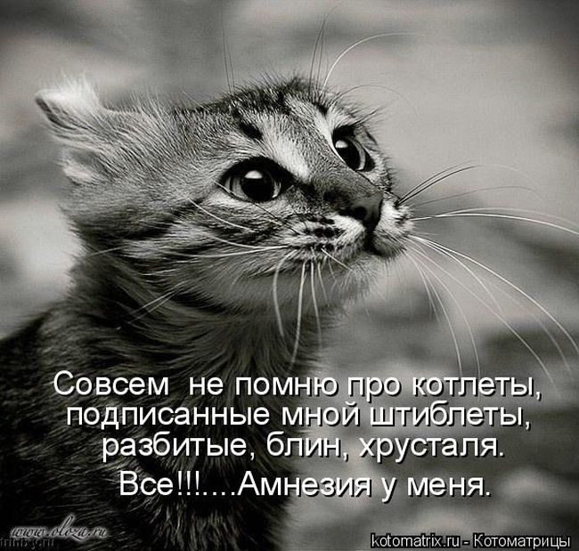 Лучшие котоматрицы недели