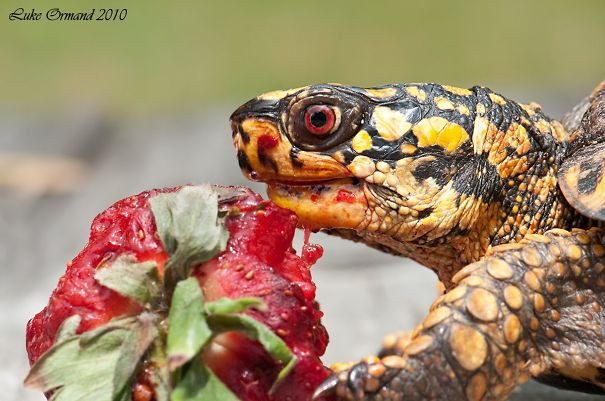 20 животных, поедающих фрукты и ягоды