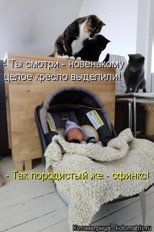 Лучшие котоматрицы недели