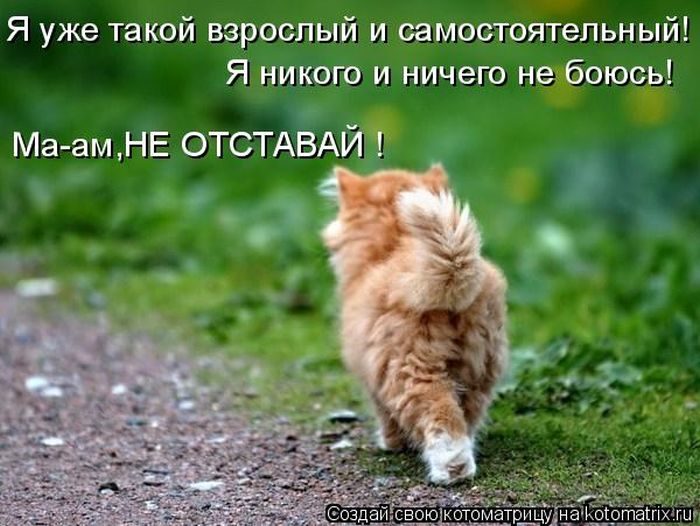 Лучшие котоматрицы недели