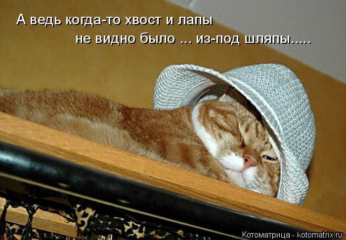 Лучшие котоматрицы недели