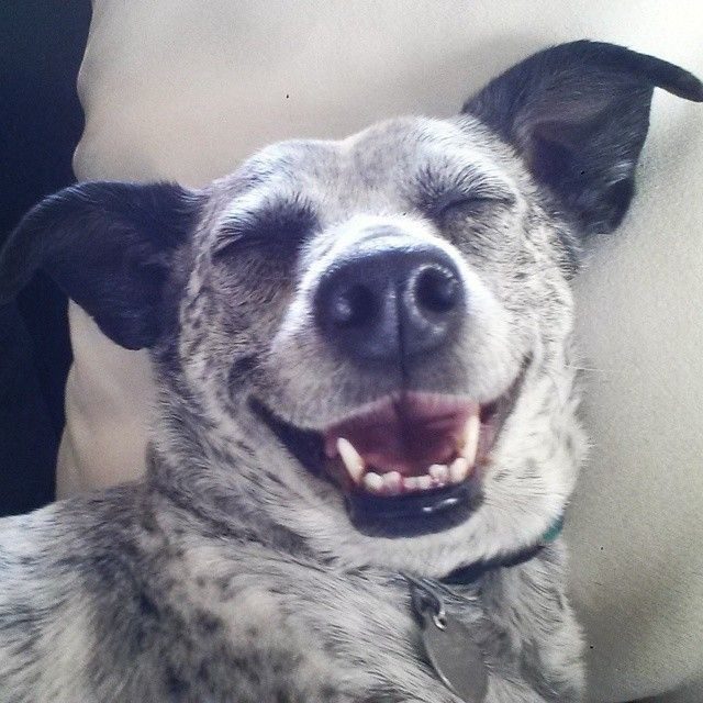 20 собак, которые не знают, как нужно улыбаться