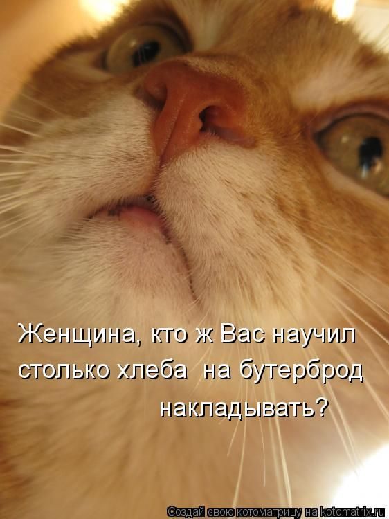 Лучшие котоматрицы недели