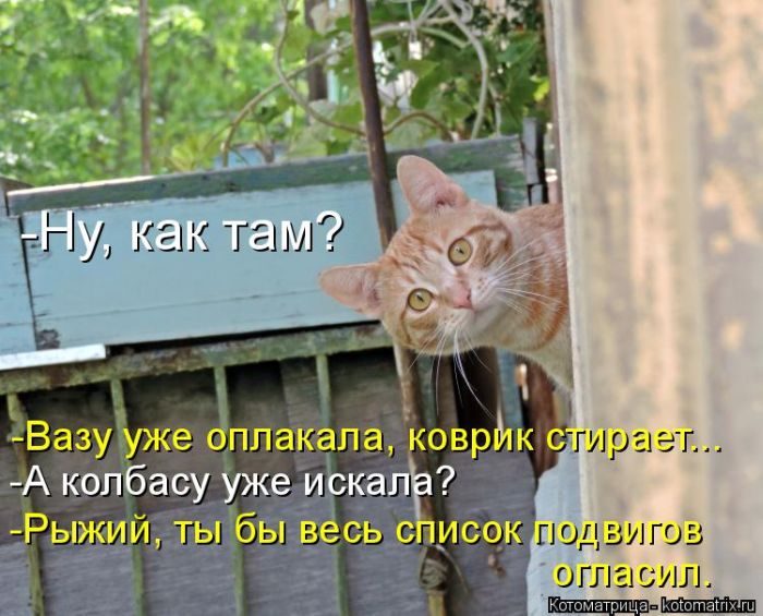 Лучшие котоматрицы недели