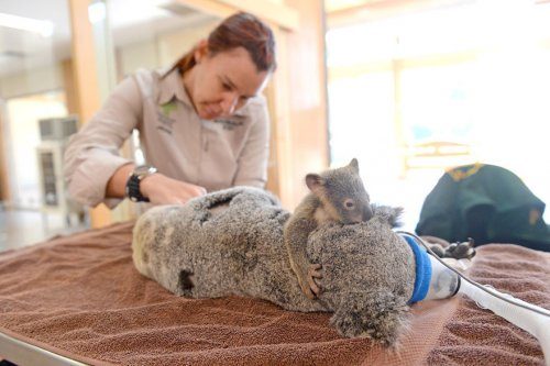 Детёныш коалы был рядом во время операции