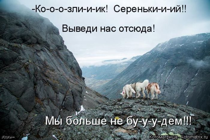 Лучшие котоматрицы недели