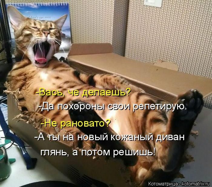 Лучшие котоматрицы недели