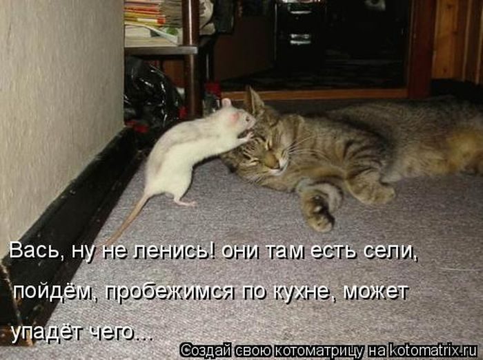 Лучшие котоматрицы недели