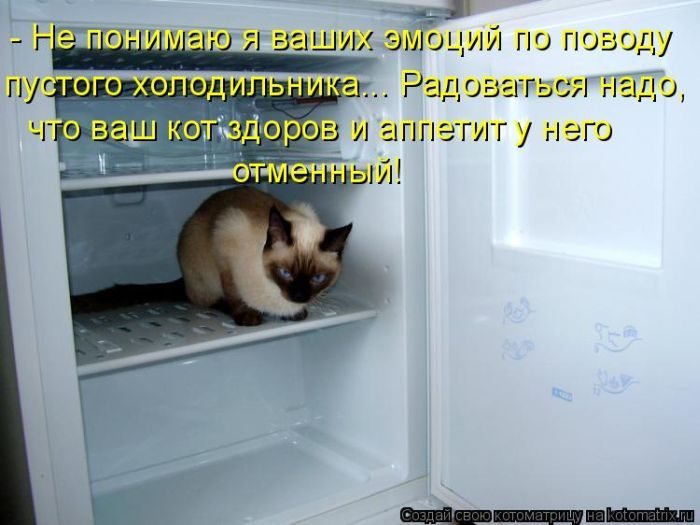 Лучшие котоматрицы недели