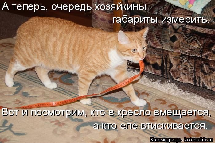 Лучшие котоматрицы недели