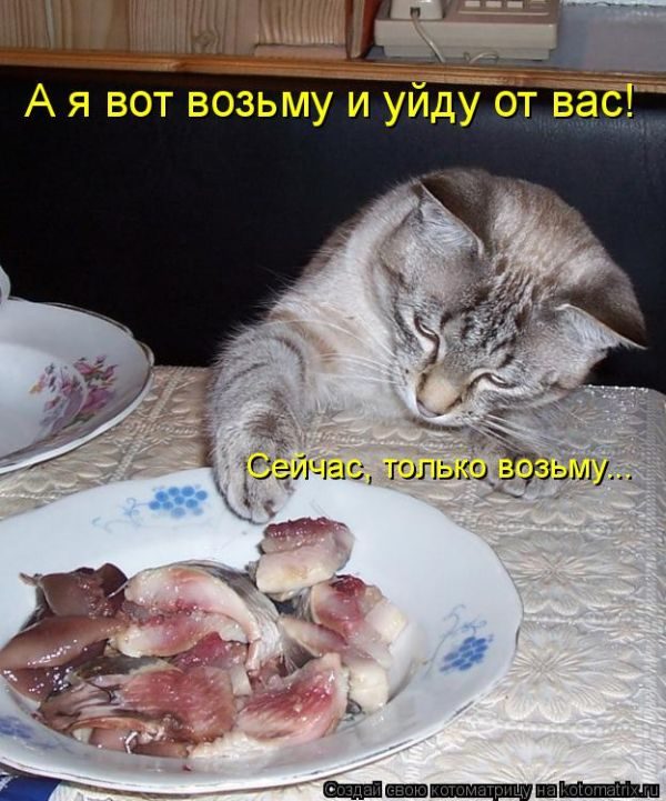 Лучшие котоматрицы недели