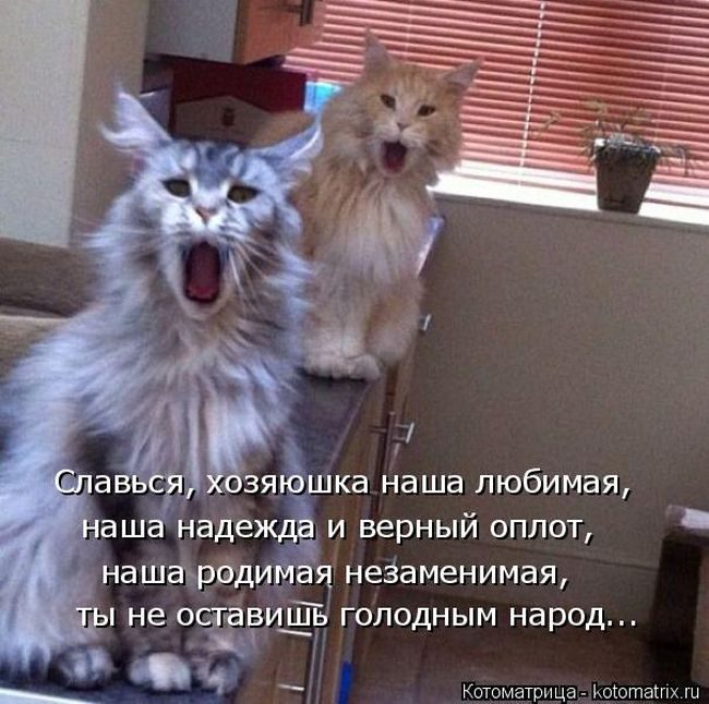 Лучшие котоматрицы недели