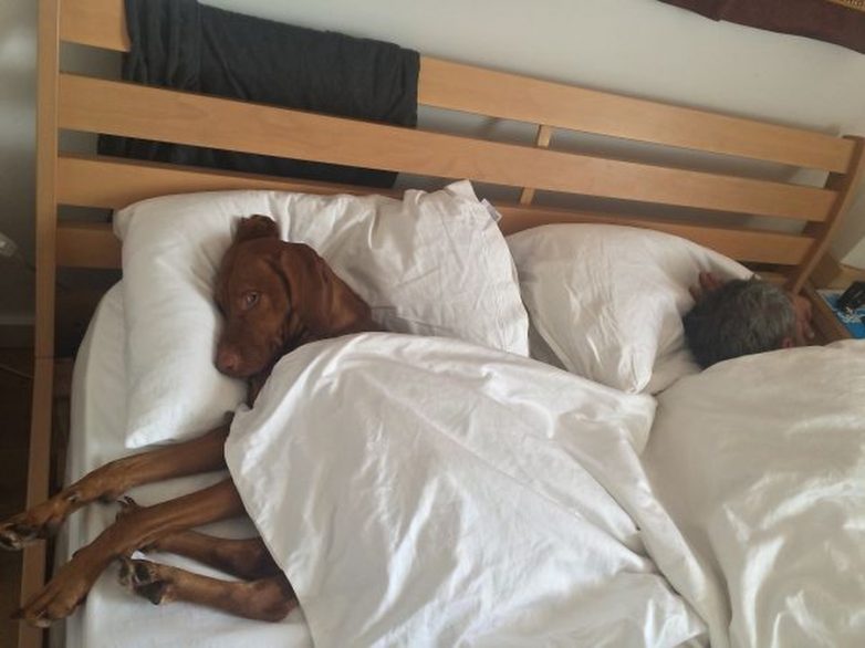 Собаки, которые спят в вашей постели