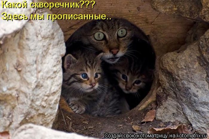 Лучшие котоматрицы недели