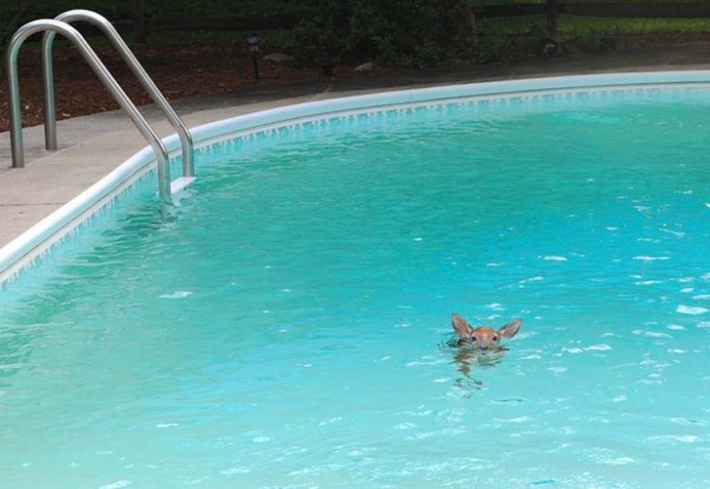 20 животных, которые знают толк в отдыхе у бассейна