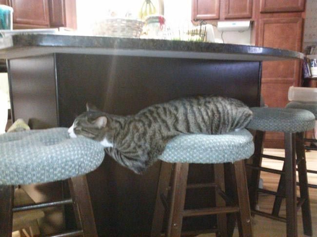 Коты и кошки, которые могут заснуть где угодно
