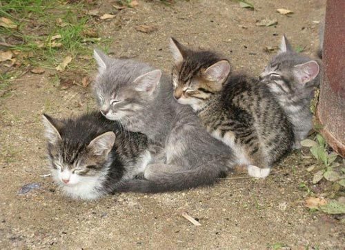 Коты и кошки, которые могут заснуть где угодно
