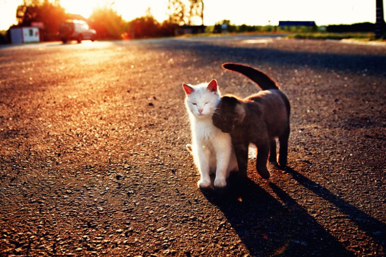 77 изумительных фотографий котов