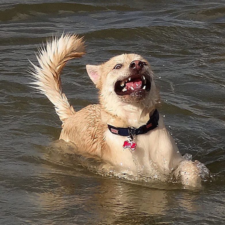 14 собак, которые очень боятся воды