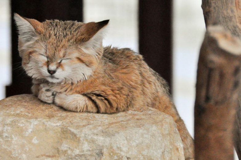 Даже когда взрослеют, эти кошки выглядят как котята