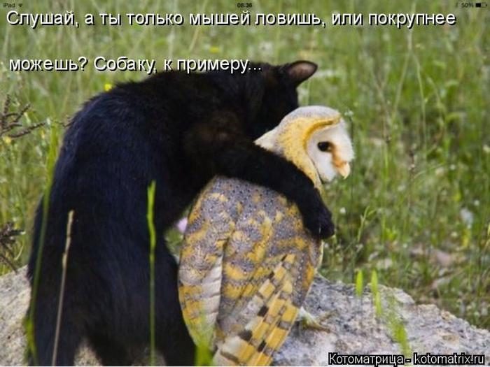 Лучшие котоматрицы недели