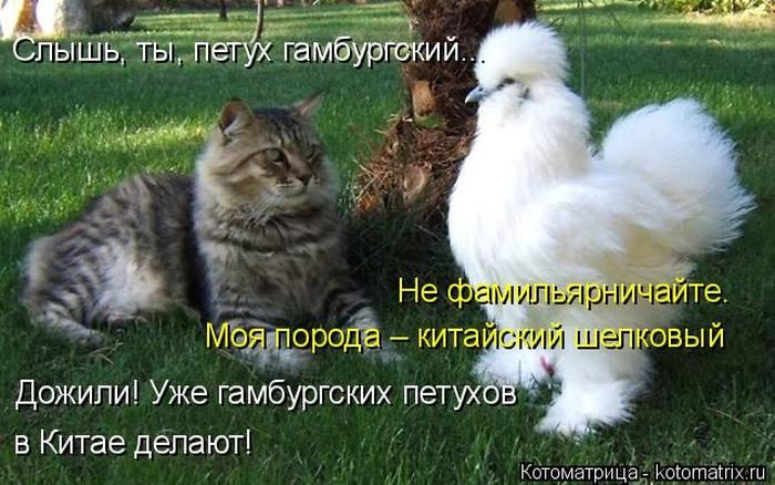 Лучшие котоматрицы недели