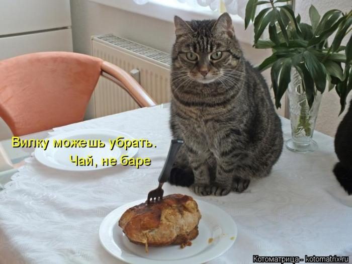 Лучшие котоматрицы недели