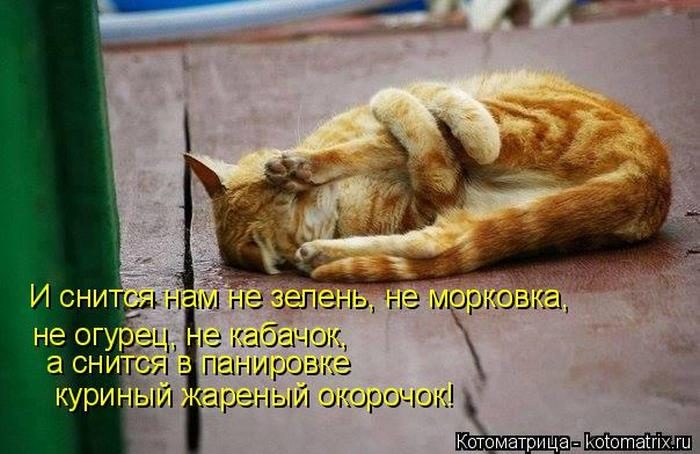 Лучшие котоматрицы недели