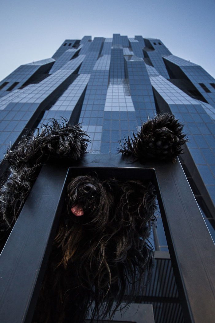 20 фотографий, на которых собаки выглядят настоящими гигантами
