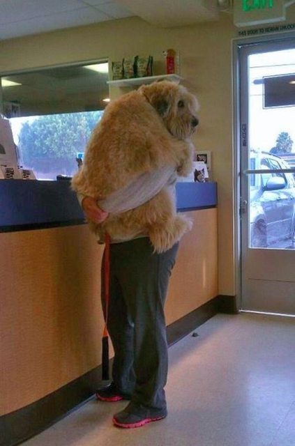 27 собак, которые едут к ветеринару