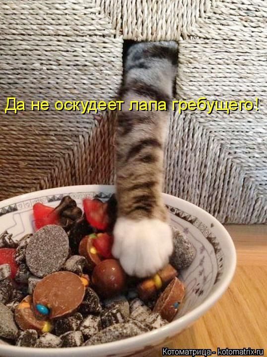 Лучшие котоматрицы недели