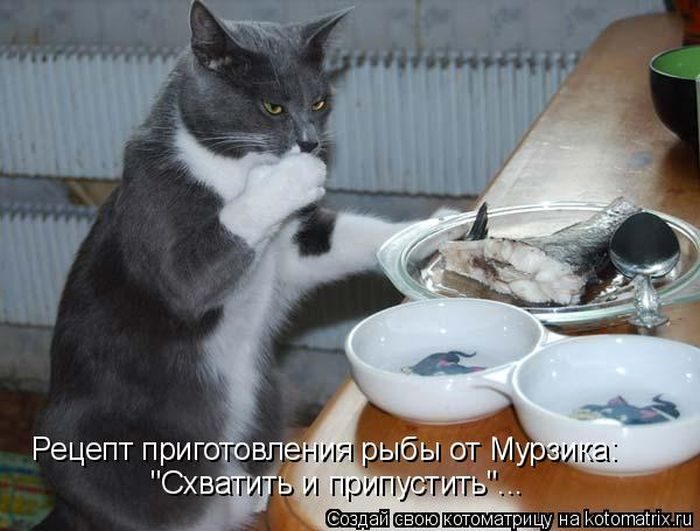 Лучшие котоматрицы недели