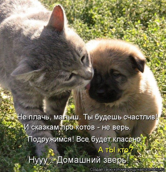 Лучшие котоматрицы недели