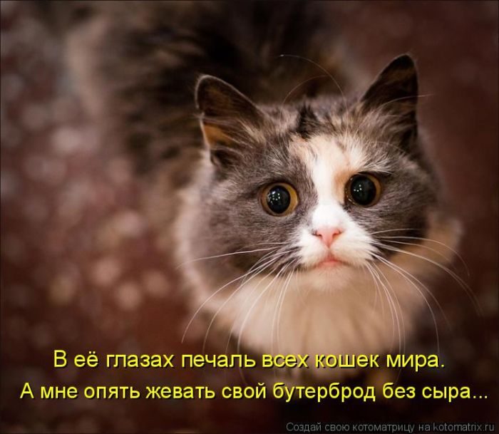 Лучшие котоматрицы недели