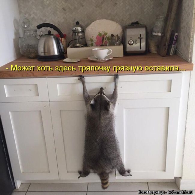 Лучшие котоматрицы недели