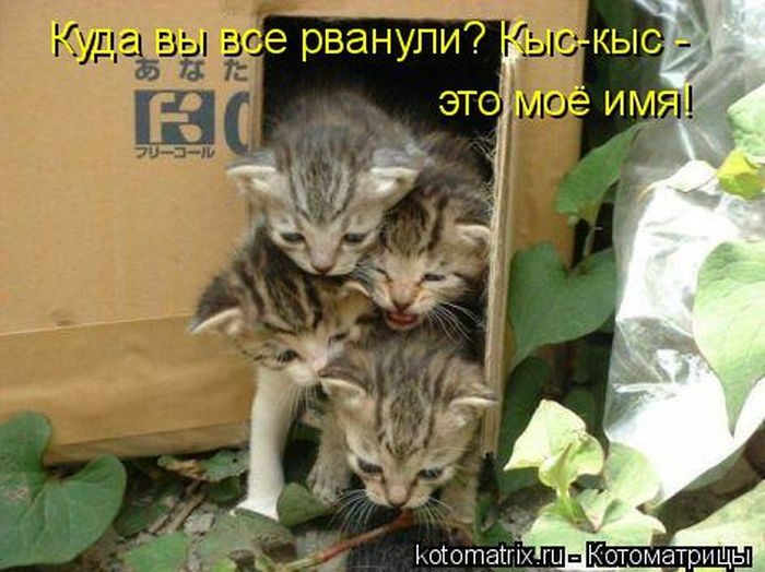 Лучшие котоматрицы недели